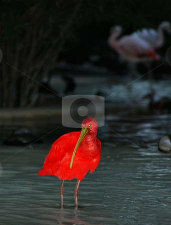 To use this stock image in your creative project, please select the size you need over to the right and click the "Add to Cart" button.
Your downloaded image will come with the Cutcaster watermark removed so don’t worry about the watermark you see on this page. Red bird stock photo, A bright red bird feeding in the water by Sam Sapp