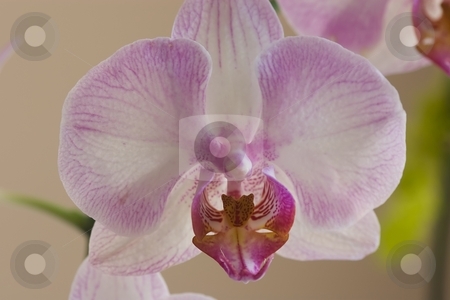 To use this stock image in your creative project, please select the size you need over to the right and click the "Add to Cart" button.
Your downloaded image will come with the Cutcaster watermark removed so don’t worry about the watermark you see on this page. Phalaenopsis stock photo, Phalaenopsis (Blume 1825) is a genus of approximately 60 species of orchids (family Orchidaceae). The abbreviation in the horticultural trade is Phal. by Mariusz Jurgielewicz