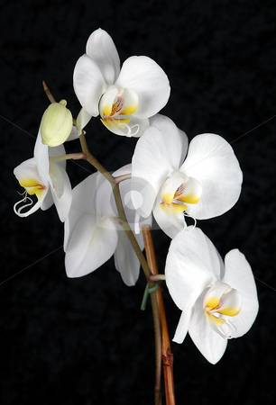 To use this stock image in your creative project, please select the size you need over to the right and click the "Add to Cart" button.
Your downloaded image will come with the Cutcaster watermark removed so don’t worry about the watermark you see on this page. SARA ELLA stock photo, White Orchid on Black Velvet Background,