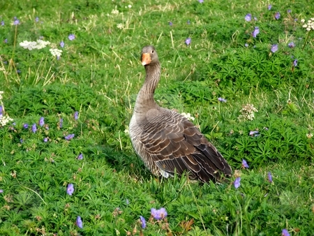 To use this stock image in your creative project, please select the size you need over to the right and click the "Add to Cart" button.
Your downloaded image will come with the Cutcaster watermark removed so don’t worry about the watermark you see on this page. Grey goose stock photo, Grey goose among flowers by Juliet Photography