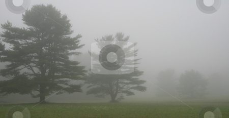 To use this stock image in your creative project, please select the size you need over to the right and click the "Add to Cart" button.
Your downloaded image will come with the Cutcaster watermark removed so don’t worry about the watermark you see on this page. Pine Trees in Fog stock photo, Pine trees at left on a foggy Maine morning, room allowed for copy by Tom and Beth Pulsipher