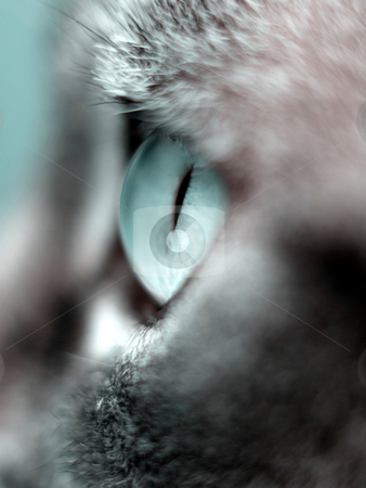To use this stock image in your creative project, please select the size you need over to the right and click the "Add to Cart" button.
Your downloaded image will come with the Cutcaster watermark removed so don’t worry about the watermark you see on this page. Cat eye macro stock photo, Macro of a beautiful cat eye taken from the side by Laurent Dambies