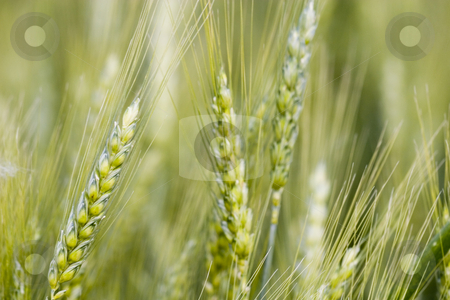 To use this stock image in your creative project, please select the size you need over to the right and click the "Add to Cart" button.
Your downloaded image will come with the Cutcaster watermark removed so don’t worry about the watermark you see on this page. Wheat field stock photo, Wheat field in the summer by Fesus Robert