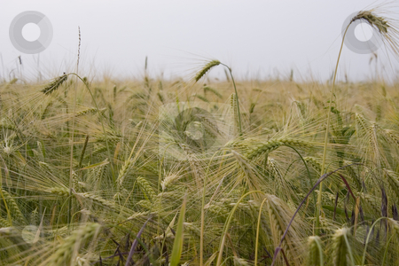 To use this stock image in your creative project, please select the size you need over to the right and click the "Add to Cart" button.
Your downloaded image will come with the Cutcaster watermark removed so don’t worry about the watermark you see on this page. Wheat field stock photo, Wheat field in the summer by Fesus Robert