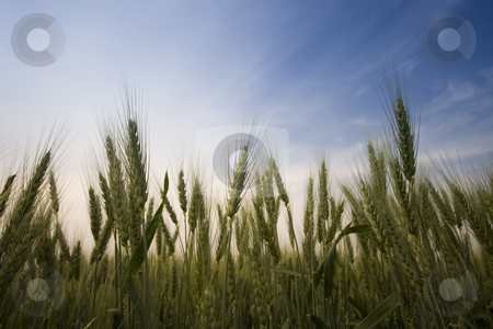 To use this stock image in your creative project, please select the size you need over to the right and click the "Add to Cart" button.
Your downloaded image will come with the Cutcaster watermark removed so don’t worry about the watermark you see on this page. Wheat field stock photo, Wheat field in the summer by Fesus Robert