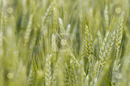 To use this stock image in your creative project, please select the size you need over to the right and click the "Add to Cart" button.
Your downloaded image will come with the Cutcaster watermark removed so don’t worry about the watermark you see on this page. Wheat field stock photo, Wheat field in the summer by Fesus Robert