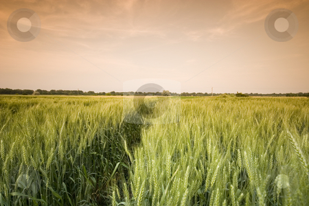 To use this stock image in your creative project, please select the size you need over to the right and click the "Add to Cart" button.
Your downloaded image will come with the Cutcaster watermark removed so don’t worry about the watermark you see on this page. Wheat field stock photo, Wheat field in the summer by Fesus Robert