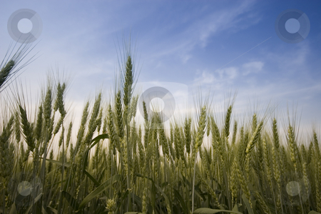 To use this stock image in your creative project, please select the size you need over to the right and click the "Add to Cart" button.
Your downloaded image will come with the Cutcaster watermark removed so don’t worry about the watermark you see on this page. Wheat field stock photo, Wheat field in the summer by Fesus Robert