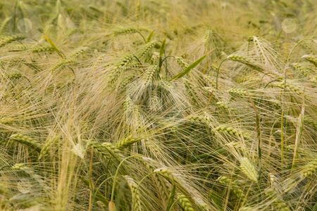 To use this stock image in your creative project, please select the size you need over to the right and click the "Add to Cart" button.
Your downloaded image will come with the Cutcaster watermark removed so don’t worry about the watermark you see on this page. Wheat field stock photo, Wheat field in the summer by Fesus Robert