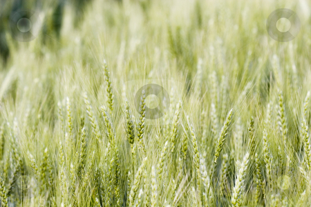 To use this stock image in your creative project, please select the size you need over to the right and click the "Add to Cart" button.
Your downloaded image will come with the Cutcaster watermark removed so don’t worry about the watermark you see on this page. Wheat field stock photo, Wheat field in the summer by Fesus Robert