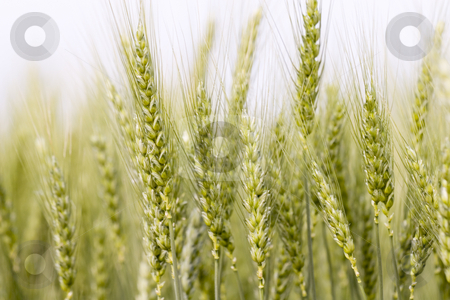 To use this stock image in your creative project, please select the size you need over to the right and click the "Add to Cart" button.
Your downloaded image will come with the Cutcaster watermark removed so don’t worry about the watermark you see on this page. Wheat field stock photo, Wheat field in the summer by Fesus Robert