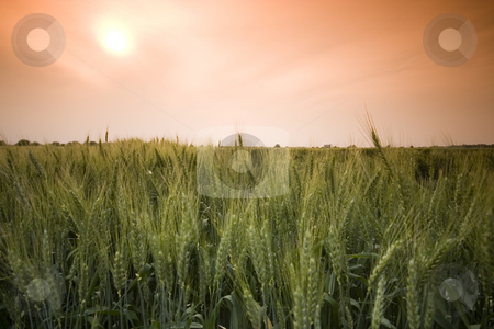 To use this stock image in your creative project, please select the size you need over to the right and click the "Add to Cart" button.
Your downloaded image will come with the Cutcaster watermark removed so don’t worry about the watermark you see on this page. Wheat field stock photo, Wheat field in the summer by Fesus Robert