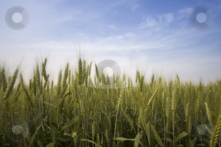 To use this stock image in your creative project, please select the size you need over to the right and click the "Add to Cart" button.
Your downloaded image will come with the Cutcaster watermark removed so don’t worry about the watermark you see on this page. Wheat field stock photo, Wheat field in the summer by Fesus Robert