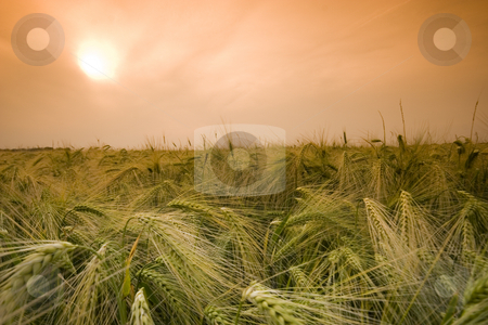 To use this stock image in your creative project, please select the size you need over to the right and click the "Add to Cart" button.
Your downloaded image will come with the Cutcaster watermark removed so don’t worry about the watermark you see on this page. Wheat field stock photo, Wheat field in the summer by Fesus Robert