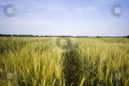 To use this stock image in your creative project, please select the size you need over to the right and click the "Add to Cart" button.
Your downloaded image will come with the Cutcaster watermark removed so don’t worry about the watermark you see on this page. Wheat field stock photo, Wheat field in the summer by Fesus Robert