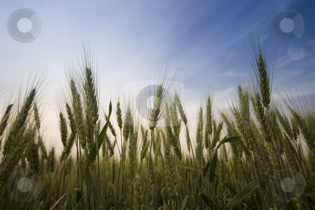 To use this stock image in your creative project, please select the size you need over to the right and click the "Add to Cart" button.
Your downloaded image will come with the Cutcaster watermark removed so don’t worry about the watermark you see on this page. Wheat field stock photo, Wheat field in the summer by Fesus Robert