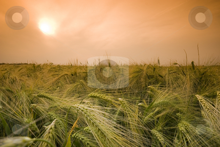 To use this stock image in your creative project, please select the size you need over to the right and click the "Add to Cart" button.
Your downloaded image will come with the Cutcaster watermark removed so don’t worry about the watermark you see on this page. Wheat field stock photo, Wheat field in the summer by Fesus Robert