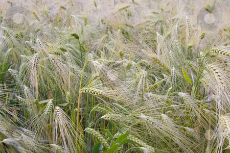 To use this stock image in your creative project, please select the size you need over to the right and click the "Add to Cart" button.
Your downloaded image will come with the Cutcaster watermark removed so don’t worry about the watermark you see on this page. Wheat field stock photo, Wheat field in the summer by Fesus Robert