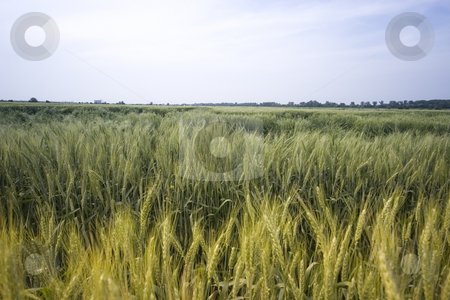 To use this stock image in your creative project, please select the size you need over to the right and click the "Add to Cart" button.
Your downloaded image will come with the Cutcaster watermark removed so don’t worry about the watermark you see on this page. Wheat field stock photo, Wheat field in the summer by Fesus Robert