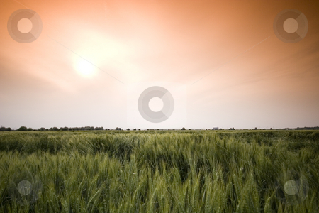 To use this stock image in your creative project, please select the size you need over to the right and click the "Add to Cart" button.
Your downloaded image will come with the Cutcaster watermark removed so don’t worry about the watermark you see on this page. Wheat field stock photo, Wheat field in the summer by Fesus Robert