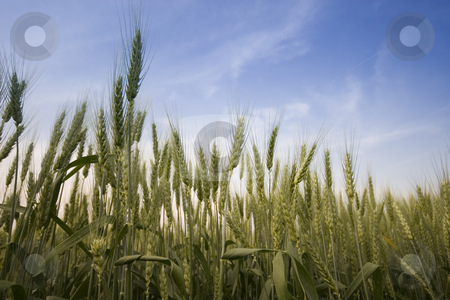 To use this stock image in your creative project, please select the size you need over to the right and click the "Add to Cart" button.
Your downloaded image will come with the Cutcaster watermark removed so don’t worry about the watermark you see on this page. Wheat field stock photo, Wheat field in the summer by Fesus Robert