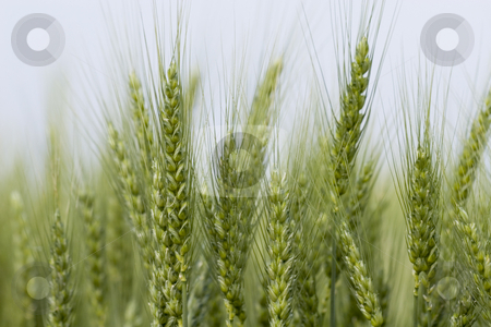To use this stock image in your creative project, please select the size you need over to the right and click the "Add to Cart" button.
Your downloaded image will come with the Cutcaster watermark removed so don’t worry about the watermark you see on this page. Wheat field stock photo, Wheat field in the summer by Fesus Robert