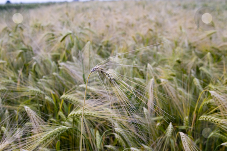 To use this stock image in your creative project, please select the size you need over to the right and click the "Add to Cart" button.
Your downloaded image will come with the Cutcaster watermark removed so don’t worry about the watermark you see on this page. Wheat field stock photo, Wheat field in the summer by Fesus Robert