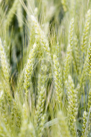 To use this stock image in your creative project, please select the size you need over to the right and click the "Add to Cart" button.
Your downloaded image will come with the Cutcaster watermark removed so don’t worry about the watermark you see on this page. Wheat field stock photo, Wheat field in summer by Fesus Robert