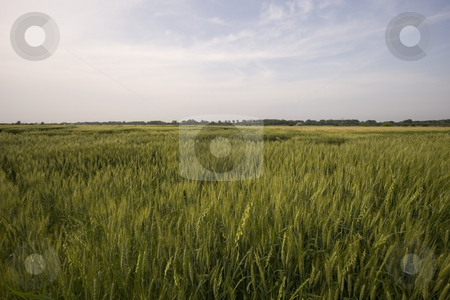 To use this stock image in your creative project, please select the size you need over to the right and click the "Add to Cart" button.
Your downloaded image will come with the Cutcaster watermark removed so don’t worry about the watermark you see on this page. Wheat field stock photo, Wheat field in summer by Fesus Robert