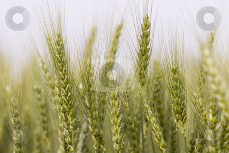 To use this stock image in your creative project, please select the size you need over to the right and click the "Add to Cart" button.
Your downloaded image will come with the Cutcaster watermark removed so don’t worry about the watermark you see on this page. Wheat field stock photo, Wheat field in summer by Fesus Robert