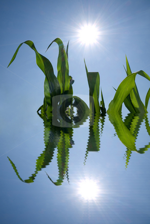 To use this stock image in your creative project, please select the size you need over to the right and click the "Add to Cart" button.
Your downloaded image will come with the Cutcaster watermark removed so don’t worry about the watermark you see on this page. Corn crops water reflection stock photo, Corn crops and shining sun reflecting in water by Laurent Dambies