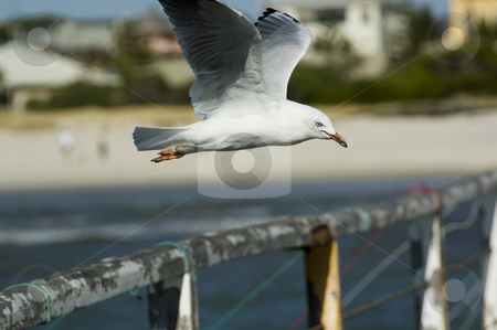 To use this stock image in your creative project, please select the size you need over to the right and click the "Add to Cart" button.
Your downloaded image will come with the Cutcaster watermark removed so don’t worry about the watermark you see on this page. Seagull stock photo, Seagull hovering over jetty or pier by Irene Scales