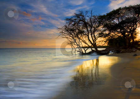 To use this stock image in your creative project, please select the size you need over to the right and click the "Add to Cart" button.
Your downloaded image will come with the Cutcaster watermark removed so don’t worry about the watermark you see on this page. Reflections of PAradise stock photo, A golden beach near Lahaina glowing in the light of the setting sun as a gnarled Banyan Tree appears to reach for drink in the rising tide. by Mike Dawson