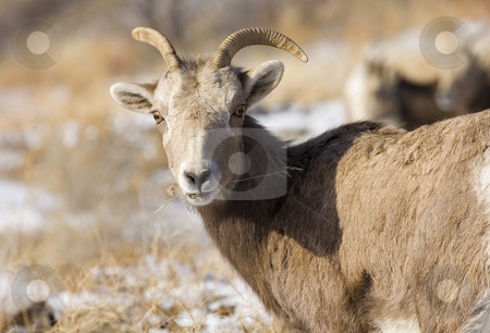 To use this stock image in your creative project, please select the size you need over to the right and click the "Add to Cart" button.
Your downloaded image will come with the Cutcaster watermark removed so don’t worry about the watermark you see on this page. Anything to Eat? stock photo, A young bighorn ram nibbles on grass on a cold December morning in Washington State by Mike Dawson