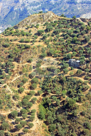 To use this stock image in your creative project, please select the size you need over to the right and click the "Add to Cart" button.
Your downloaded image will come with the Cutcaster watermark removed so don’t worry about the watermark you see on this page. Aspromonte stock photo, Hills with olive-trees and abandoned buildings in Calabria (Southern Italy) by Natalia Macheda