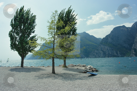 To use this stock image in your creative project, please select the size you need over to the right and click the "Add to Cart" button.
Your downloaded image will come with the Cutcaster watermark removed so don’t worry about the watermark you see on this page. Surfing shore stock photo, Garda lake shore with surfing board and three beautiful trees by Natalia Macheda