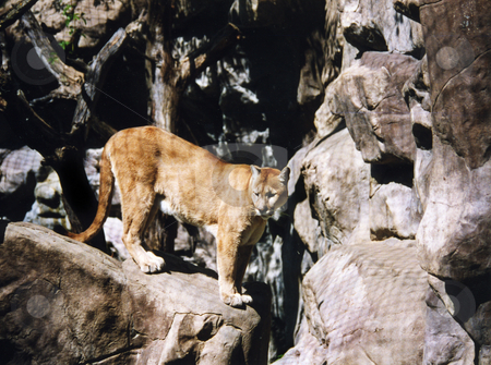 To use this stock image in your creative project, please select the size you need over to the right and click the "Add to Cart" button.
Your downloaded image will come with the Cutcaster watermark removed so don’t worry about the watermark you see on this page. Large Cougar stock photo, A large Cougar watching from the rocks by Sam Sapp