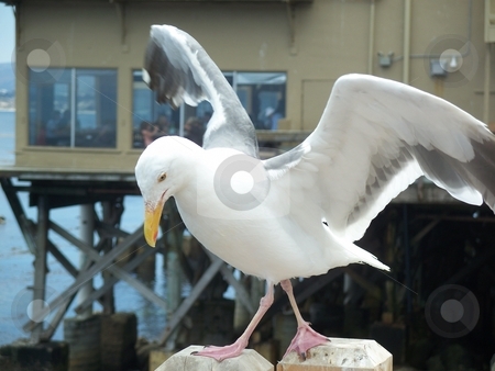 To use this stock image in your creative project, please select the size you need over to the right and click the "Add to Cart" button.
Your downloaded image will come with the Cutcaster watermark removed so don’t worry about the watermark you see on this page. A seagull with its wings spread stock photo, This is a photo of A seagull with its wings spread, the photo was taken at the end of a peer and is a excellent action shot. The photo is high quality (8 megapixels) and has alot of potential by Andy C