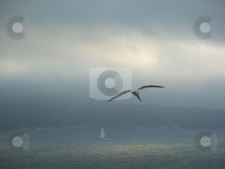 To use this stock image in your creative project, please select the size you need over to the right and click the "Add to Cart" button.
Your downloaded image will come with the Cutcaster watermark removed so don’t worry about the watermark you see on this page. Sun Breaking Through Over A Sailing Boat stock photo, This photo was took on Alcatraz island in america. this picture shows a sailing boat in the ocean with the sun breaking through the clouds and a seagull in mid flight. this is a high quality image (8 megapixels) and is the perfect relaxing sea view everyone enjoys. by Andy C