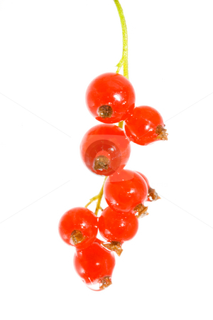 To use this stock image in your creative project, please select the size you need over to the right and click the "Add to Cart" button.
Your downloaded image will come with the Cutcaster watermark removed so don’t worry about the watermark you see on this page. Red Currants stock photo, A bunch of berries of red currant - Ribes rubrum by Petr Koudelka