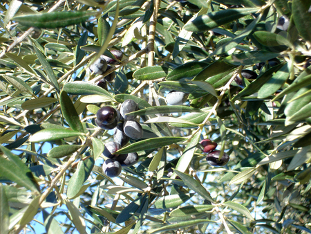 To use this stock image in your creative project, please select the size you need over to the right and click the "Add to Cart" button.
Your downloaded image will come with the Cutcaster watermark removed so don’t worry about the watermark you see on this page. Olive tree stock photo, Olive tree on shiny day detail for background by EVANGELOS THOMAIDIS