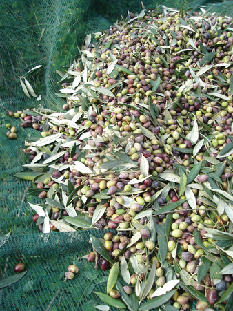 To use this stock image in your creative project, please select the size you need over to the right and click the "Add to Cart" button.
Your downloaded image will come with the Cutcaster watermark removed so don’t worry about the watermark you see on this page. Harvest olives stock photo, Harvest of olives on green net agiculture production by EVANGELOS THOMAIDIS