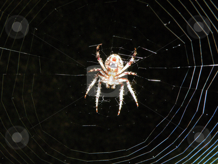 To use this stock image in your creative project, please select the size you need over to the right and click the "Add to Cart" button.
Your downloaded image will come with the Cutcaster watermark removed so don’t worry about the watermark you see on this page. A large scary spider stock photo, A large scary spider sitting in it's web by Rob Wright