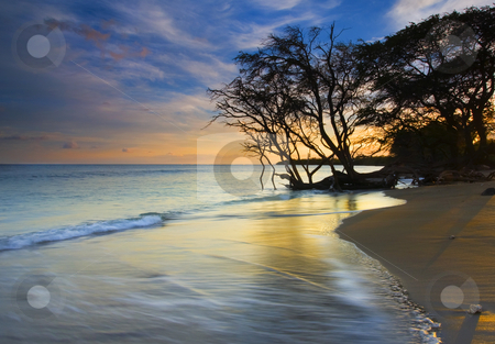 To use this stock image in your creative project, please select the size you need over to the right and click the "Add to Cart" button.
Your downloaded image will come with the Cutcaster watermark removed so don’t worry about the watermark you see on this page. Seashore at sunset stock photo, A gnarled banyan tree reaching for drink along the beach near Lahaina on Maui. by Mike Dawson