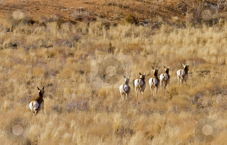 To use this stock image in your creative project, please select the size you need over to the right and click the "Add to Cart" button.
Your downloaded image will come with the Cutcaster watermark removed so don’t worry about the watermark you see on this page. Showing their Tailfeathers stock photo, A pronghorn Antelope herd turns tail and runs from the photographer. by Mike Dawson