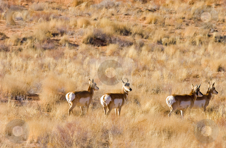 To use this stock image in your creative project, please select the size you need over to the right and click the "Add to Cart" button.
Your downloaded image will come with the Cutcaster watermark removed so don’t worry about the watermark you see on this page. Watchful stock photo, A lone antelope keeps an eye on me as the heard makes it way across a flat plain in central Utah. by Mike Dawson