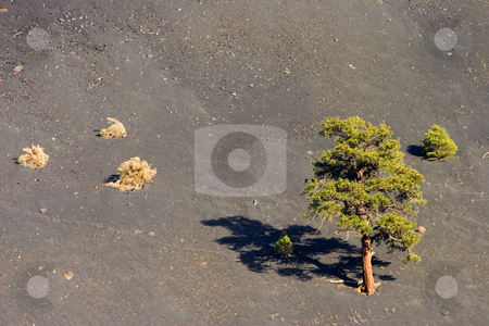 To use this stock image in your creative project, please select the size you need over to the right and click the "Add to Cart" button.
Your downloaded image will come with the Cutcaster watermark removed so don’t worry about the watermark you see on this page. A Tough Neighborhood stock photo, A couple of pines struggle for life on the slopes of Sunset Crater amidst the slope of cinders near Flagstaff, Arizona. by Mike Dawson
