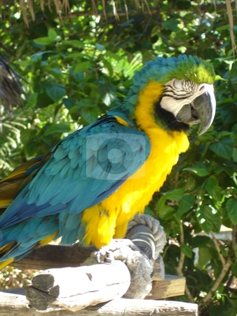 To use this stock image in your creative project, please select the size you need over to the right and click the "Add to Cart" button.
Your downloaded image will come with the Cutcaster watermark removed so don’t worry about the watermark you see on this page. Parrot In The Wild stock photo, by Ritu Jethani