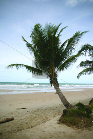 To use this stock image in your creative project, please select the size you need over to the right and click the "Add to Cart" button.
Your downloaded image will come with the Cutcaster watermark removed so don’t worry about the watermark you see on this page. Palm tree by the sea stock photo, Palm tree by the sea by EVANGELOS THOMAIDIS