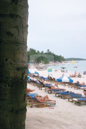 To use this stock image in your creative project, please select the size you need over to the right and click the "Add to Cart" button.
Your downloaded image will come with the Cutcaster watermark removed so don’t worry about the watermark you see on this page. Palm tree and beach stock photo, Palm tree and beach Chaweng Beach Koh Samui Island thailand vertical by EVANGELOS THOMAIDIS